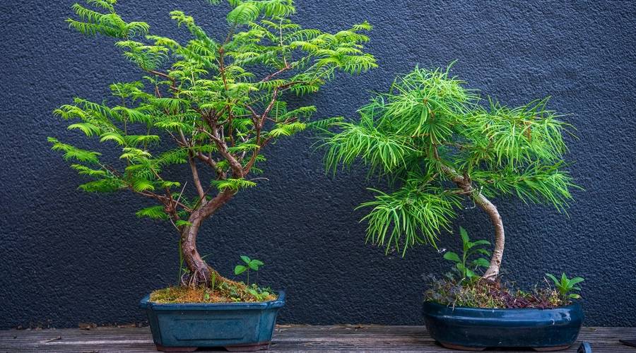 The Best Bonsai Trees for Beginners