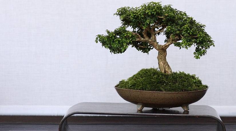 The Best Bonsai Trees for Beginners