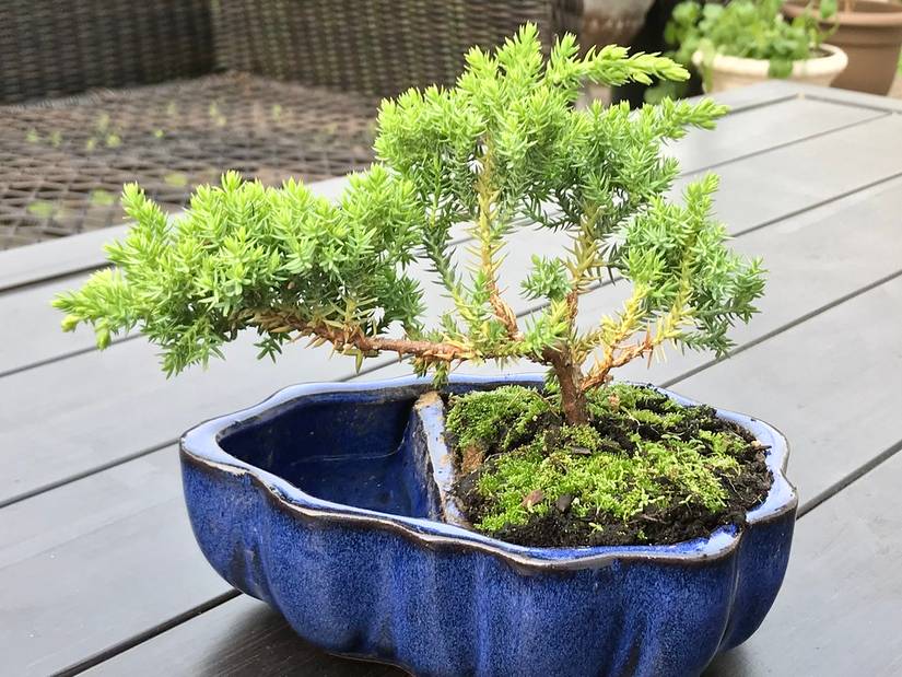 indoor plant lamp Instant Sun Grow Lamp- We the Wild – Plantflix main image 0