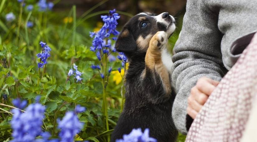Is Fertilizer Bad for Dogs?