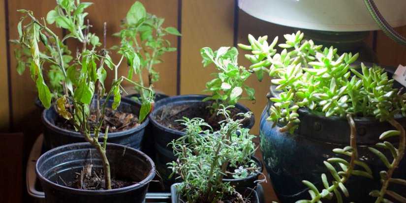 How To Start an Indoor Garden for Beginners