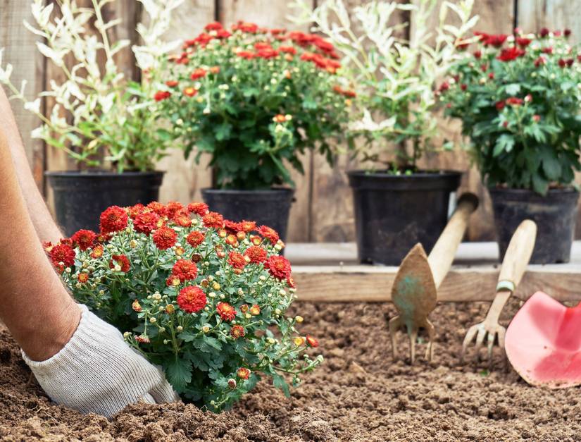 How to Plan a Garden That Blooms All Year