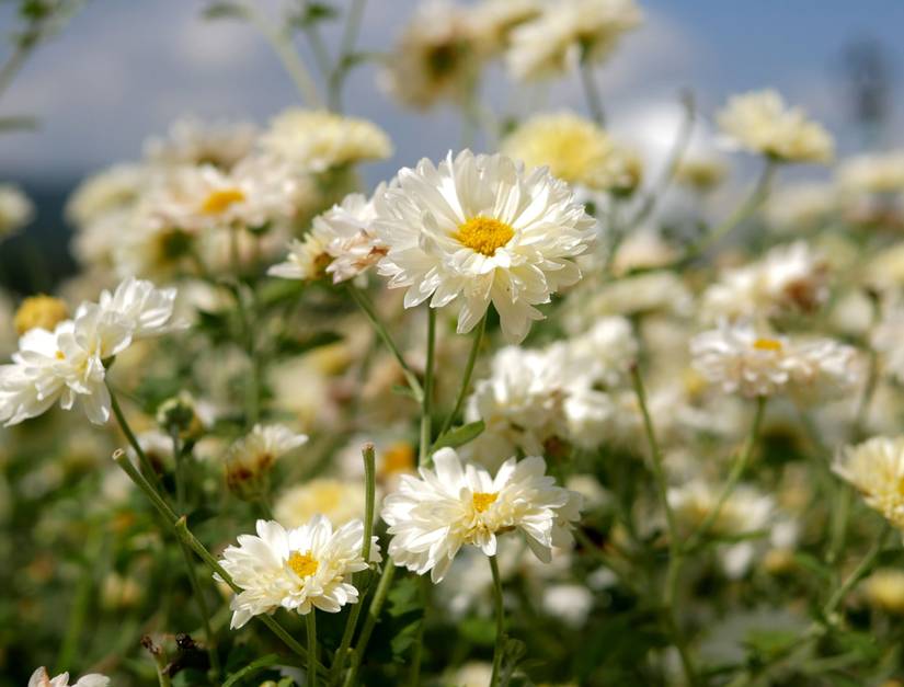 15 Types of Mums for Your Gardens