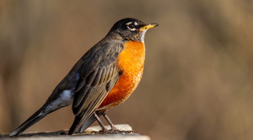 21 of the Most Common Backyard Birds