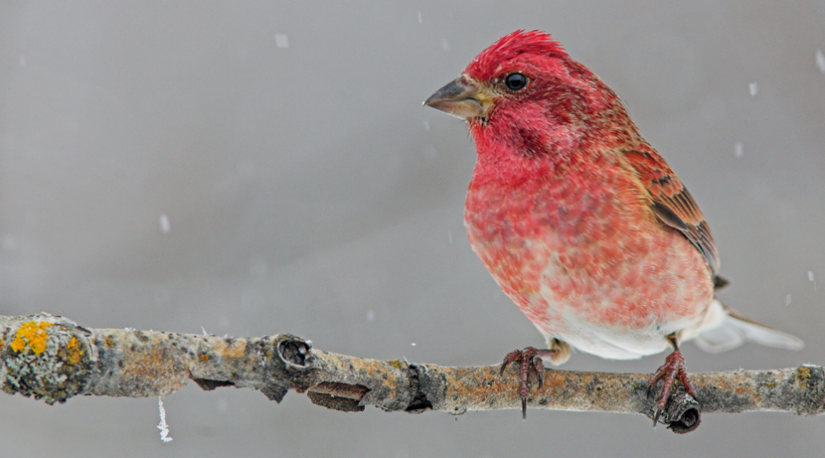 21 of the Most Common Backyard Birds