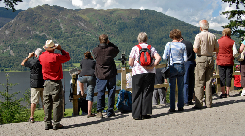 Birdwatching For Beginners: Tips and Tricks