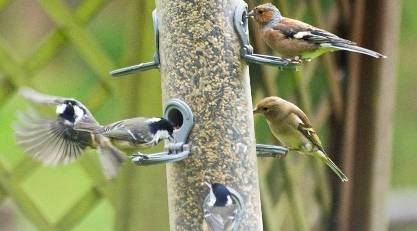 How To Attract Birds To Your Backyard