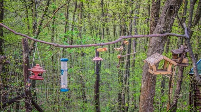 How To Attract Birds To Your Backyard