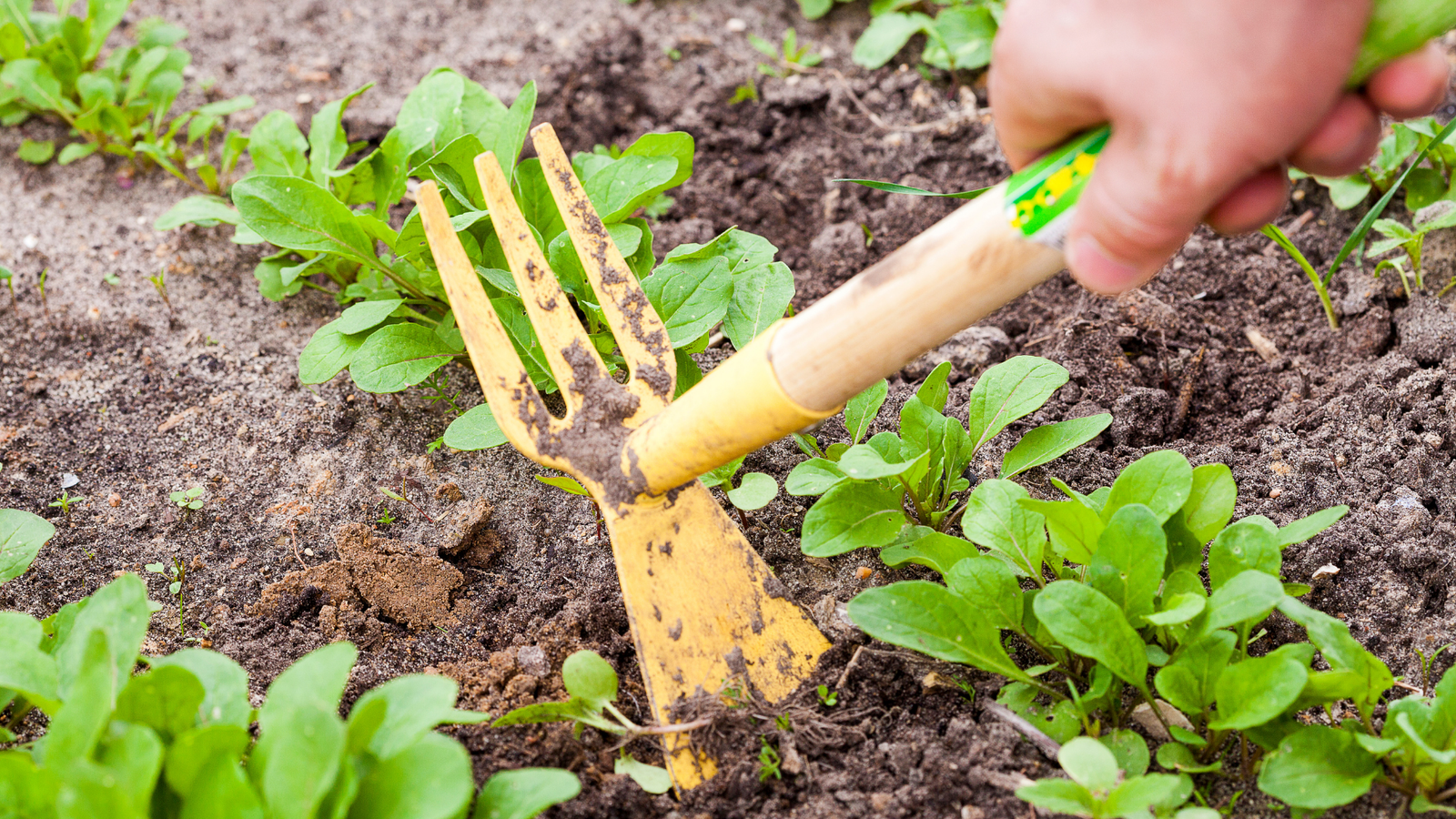 15 Essential Spring Gardening Tasks