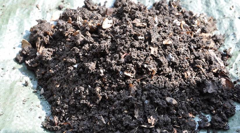 How To Tell If Your Potting Soil Is Bad