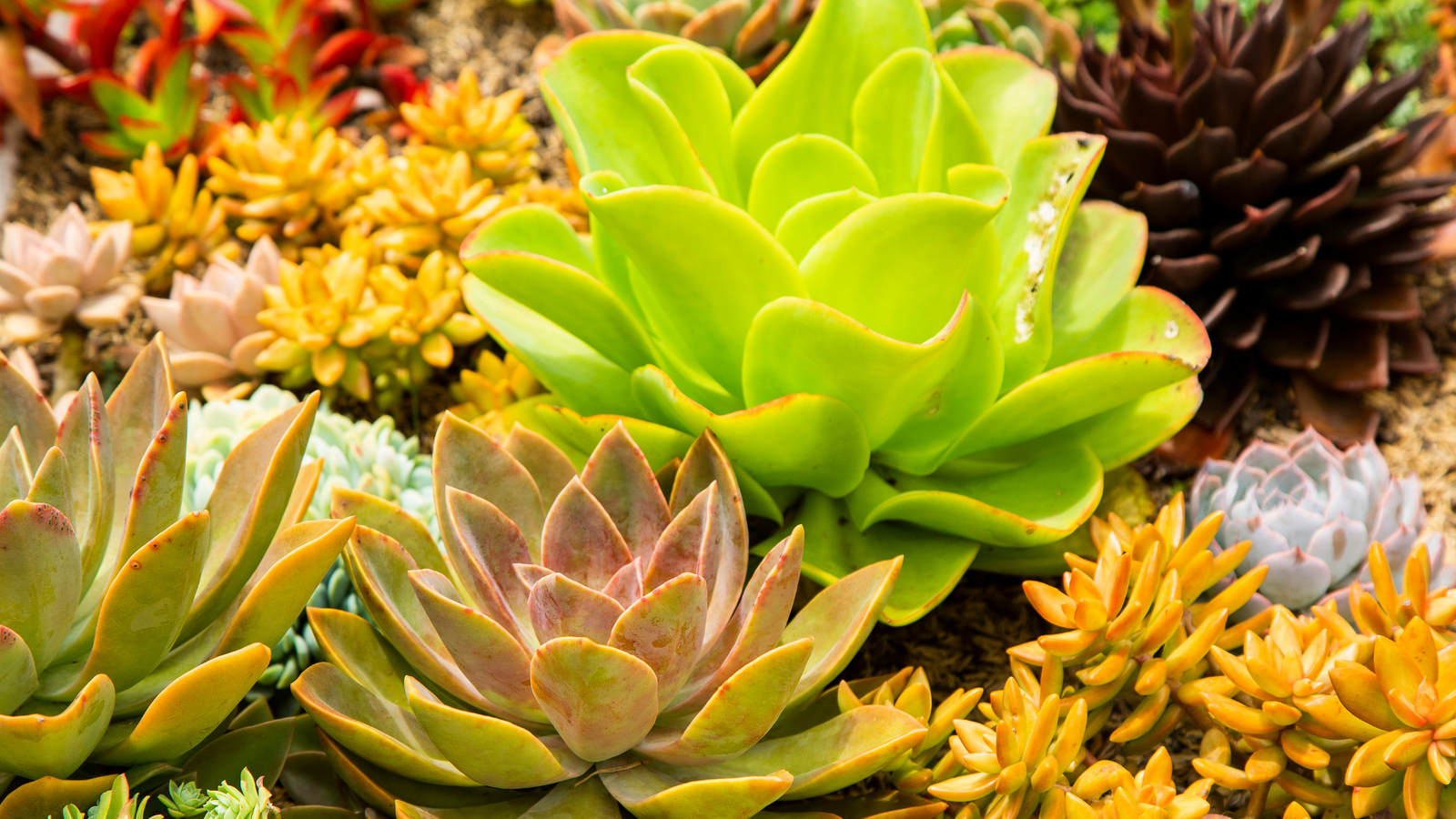 15 Succulent Garden Ideas For Your Backyard, image size:1600x900