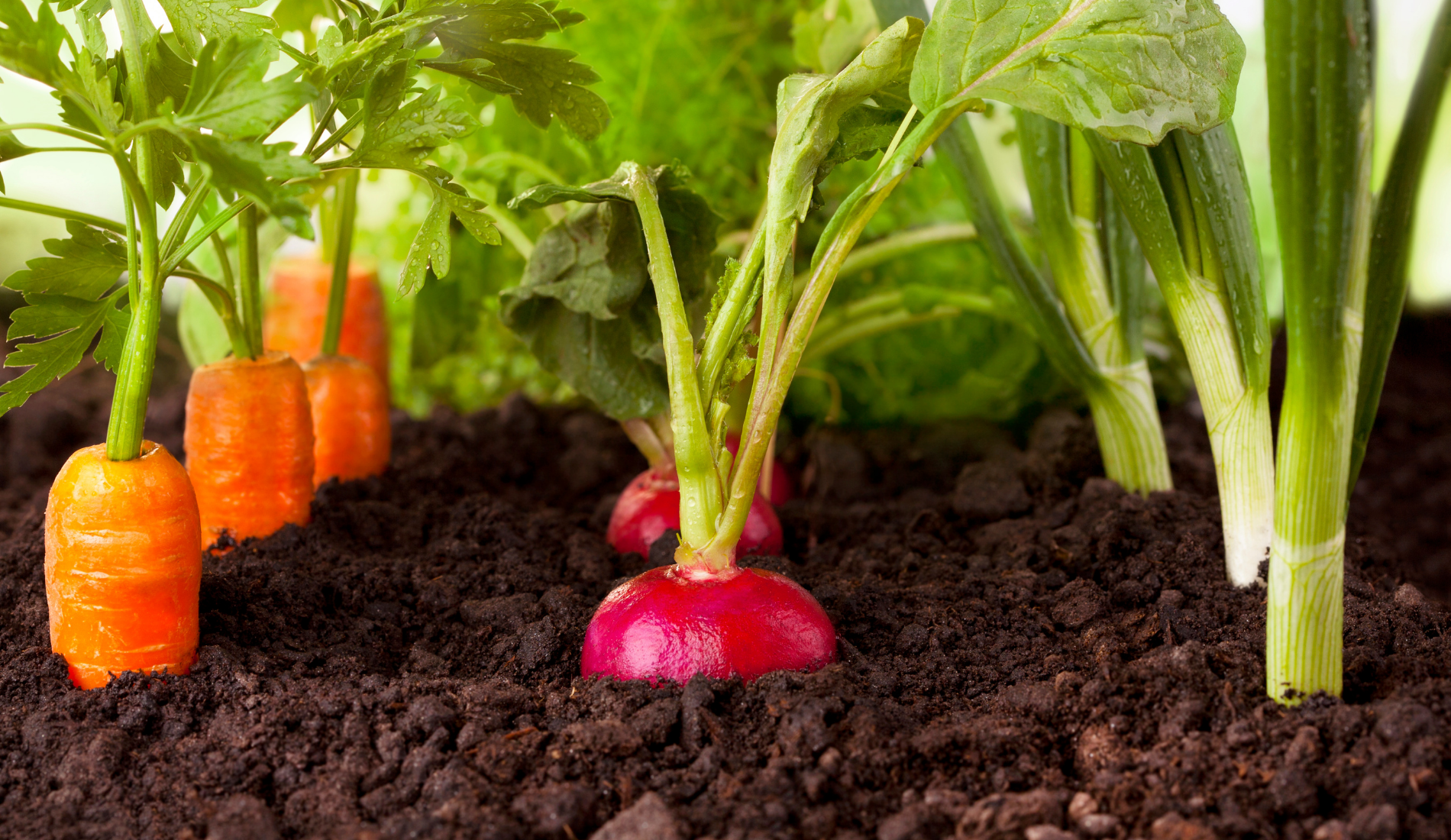 Which Plants Grow in Alkaline Soil?