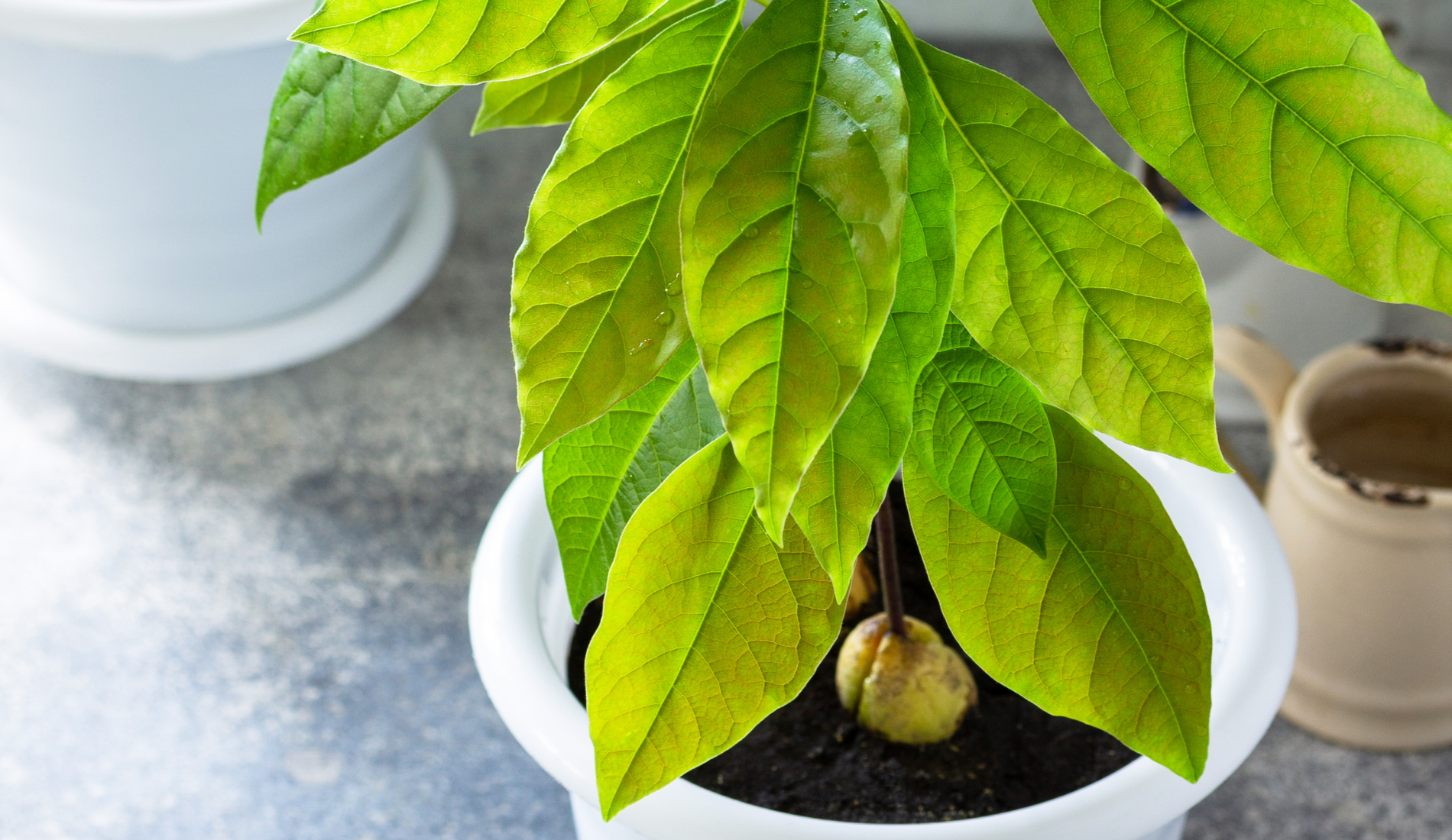 How To Grow And Care For An Avocado Tree, image size:1900x1100
