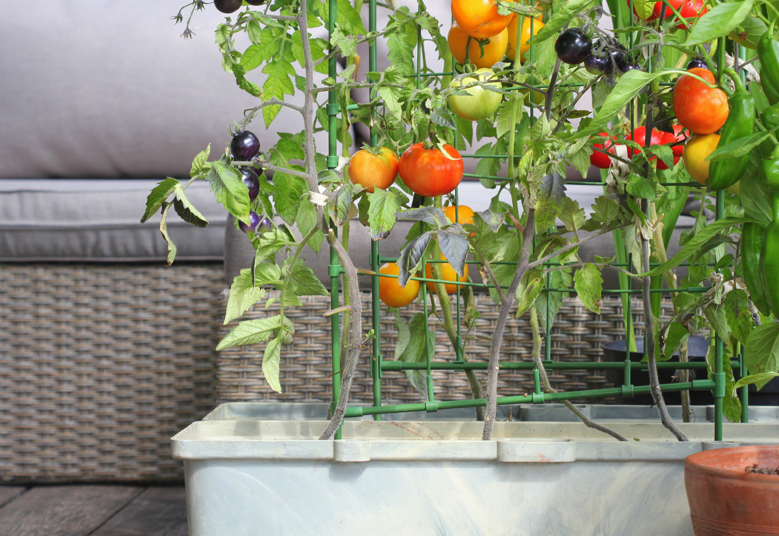 13 DIY Tomato Planter Ideas