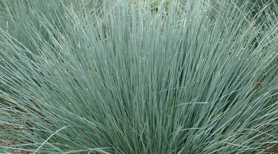 14 Ornamental Grasses To Add To Your Garden