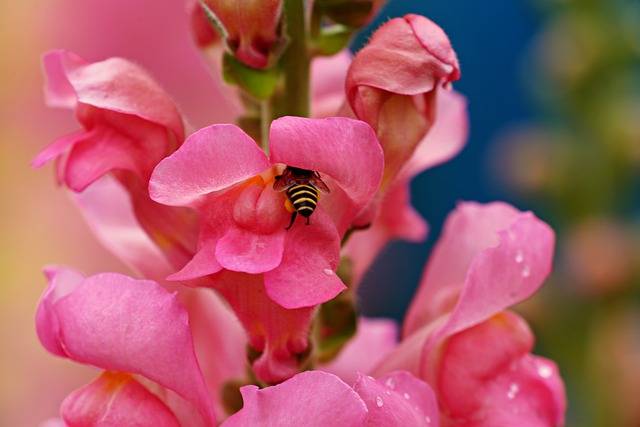 10 Flowering Plants That Attract Pollinators
