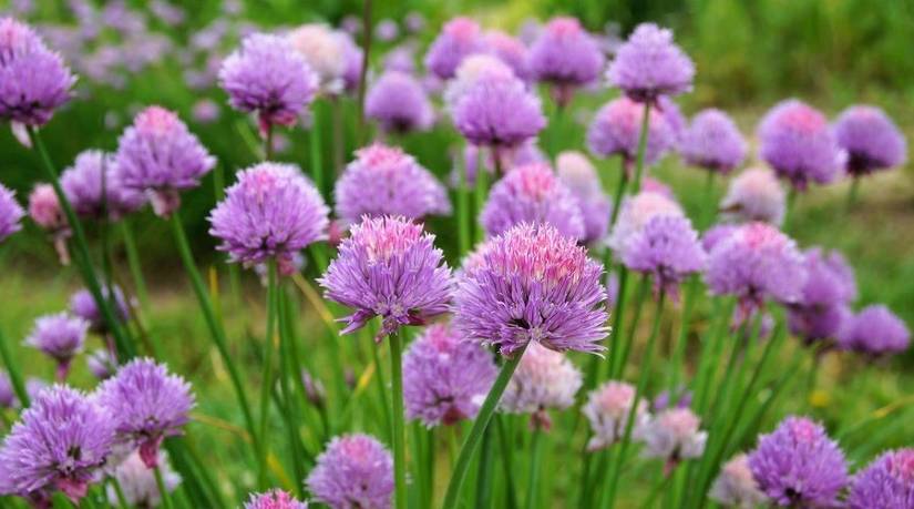 7 Plants That Repel Deer
