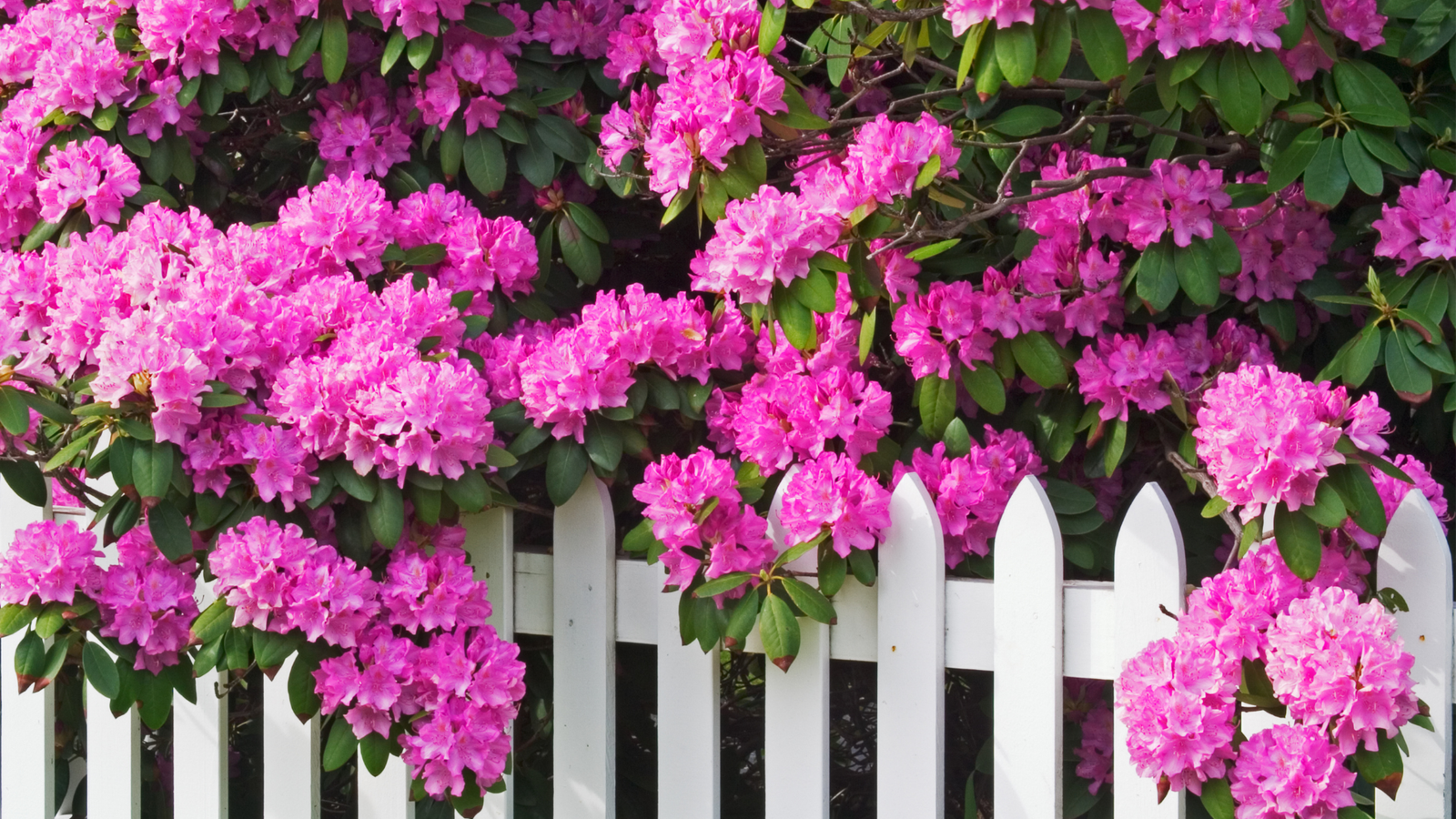 7 Plants That Thrive in Clay Soil