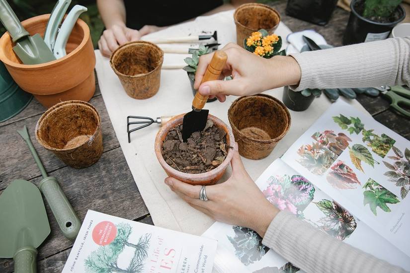 Soilless Potting Mix: What Is It and Why Is It Important?