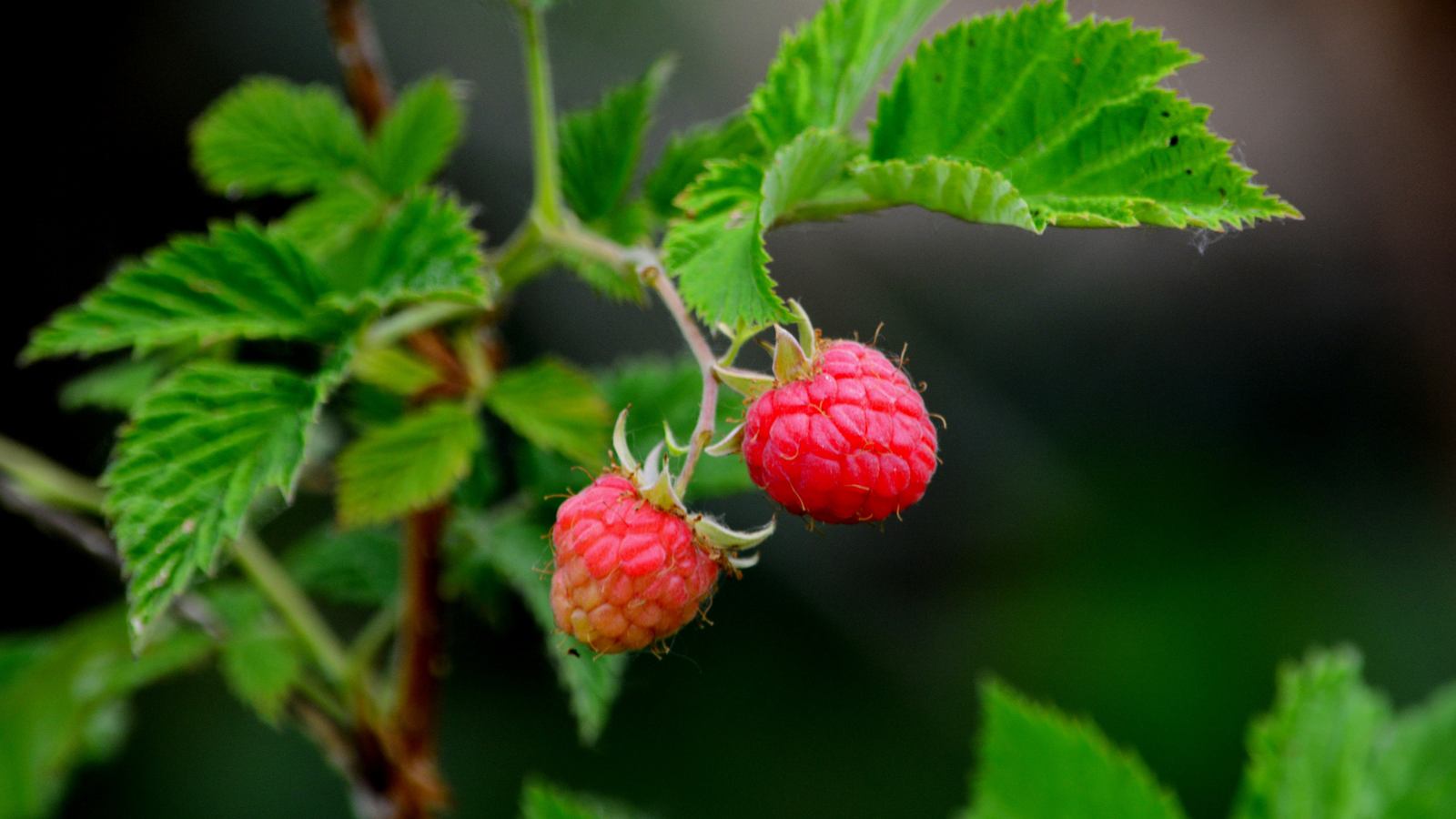 How To Plant and Grow Raspberries