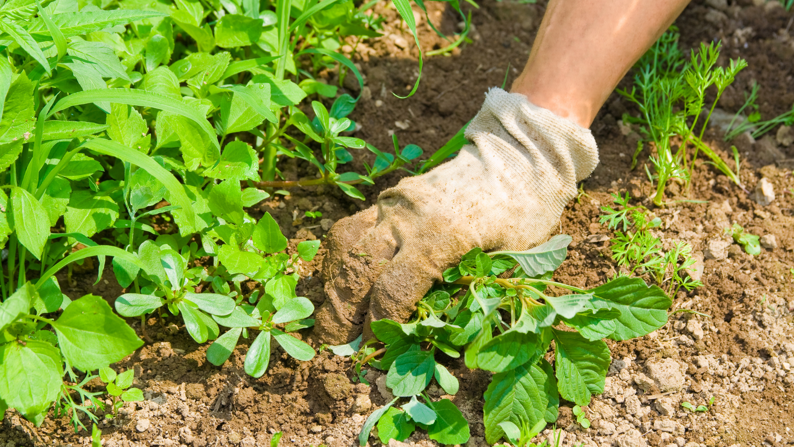 5 Common Weeds To Watch For in Your Garden
