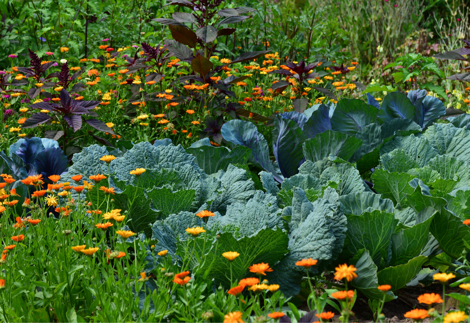 12 Easy Garden Plants That are Actually Worth Growing