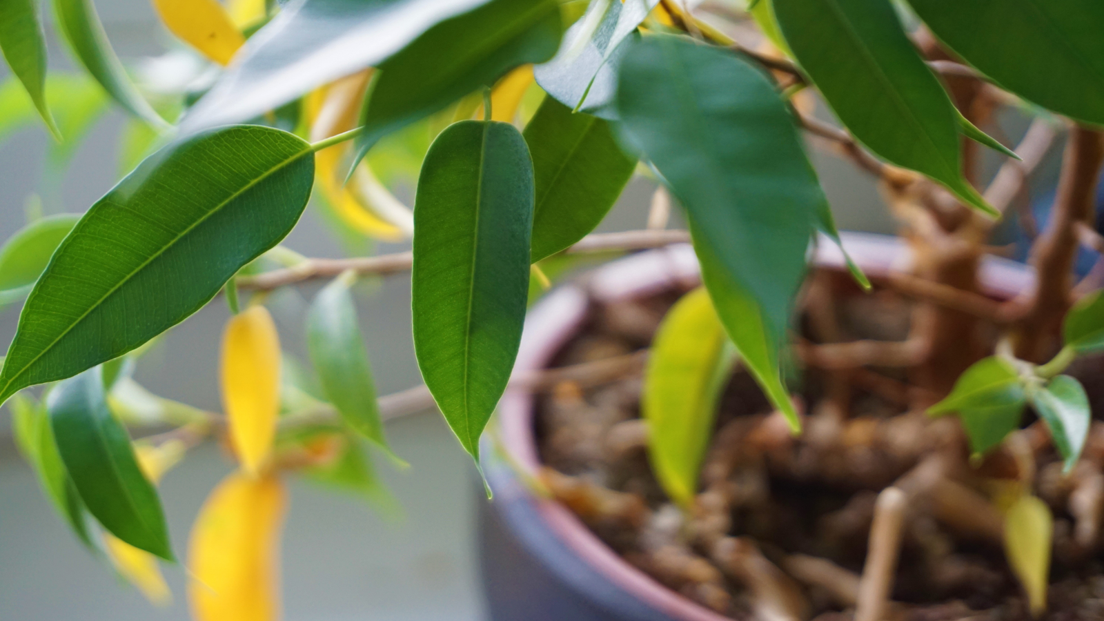 5 Reasons Why Your Plant's Leaves Are Turning Yellow
