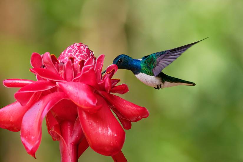 How To Create The Ideal Backyard Hummingbird Habitat