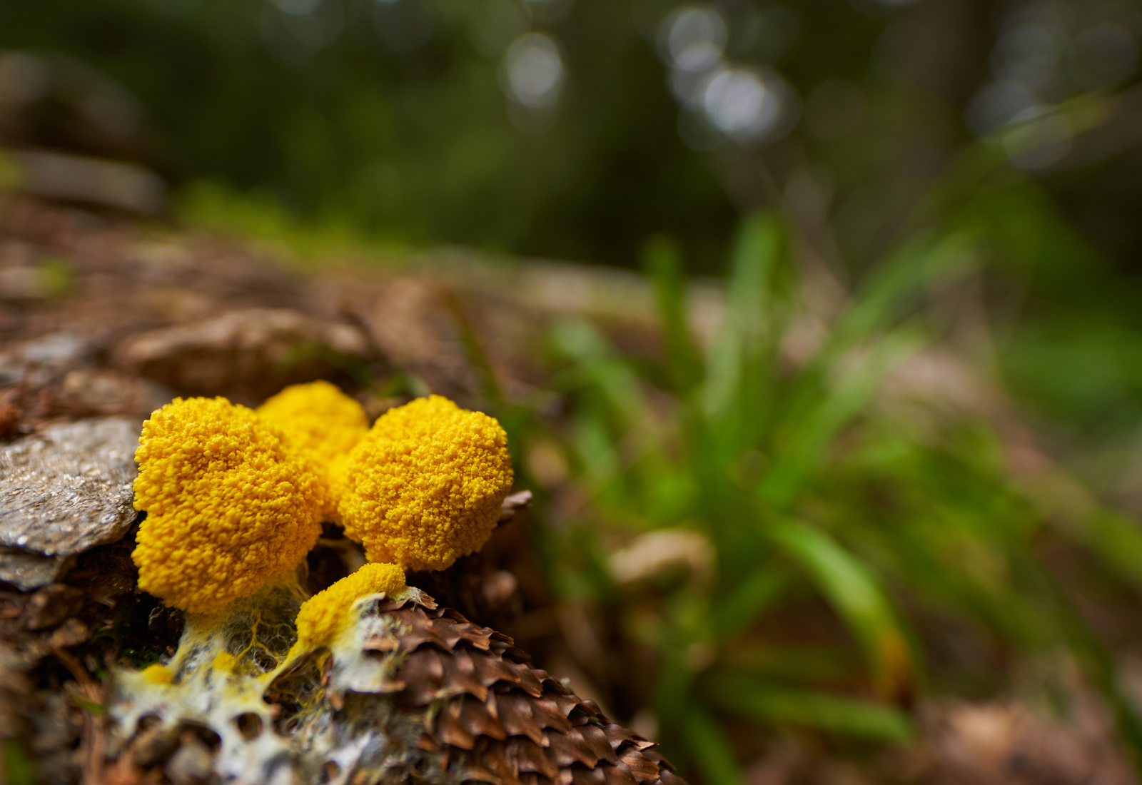 What Is Fuzzy Mold
