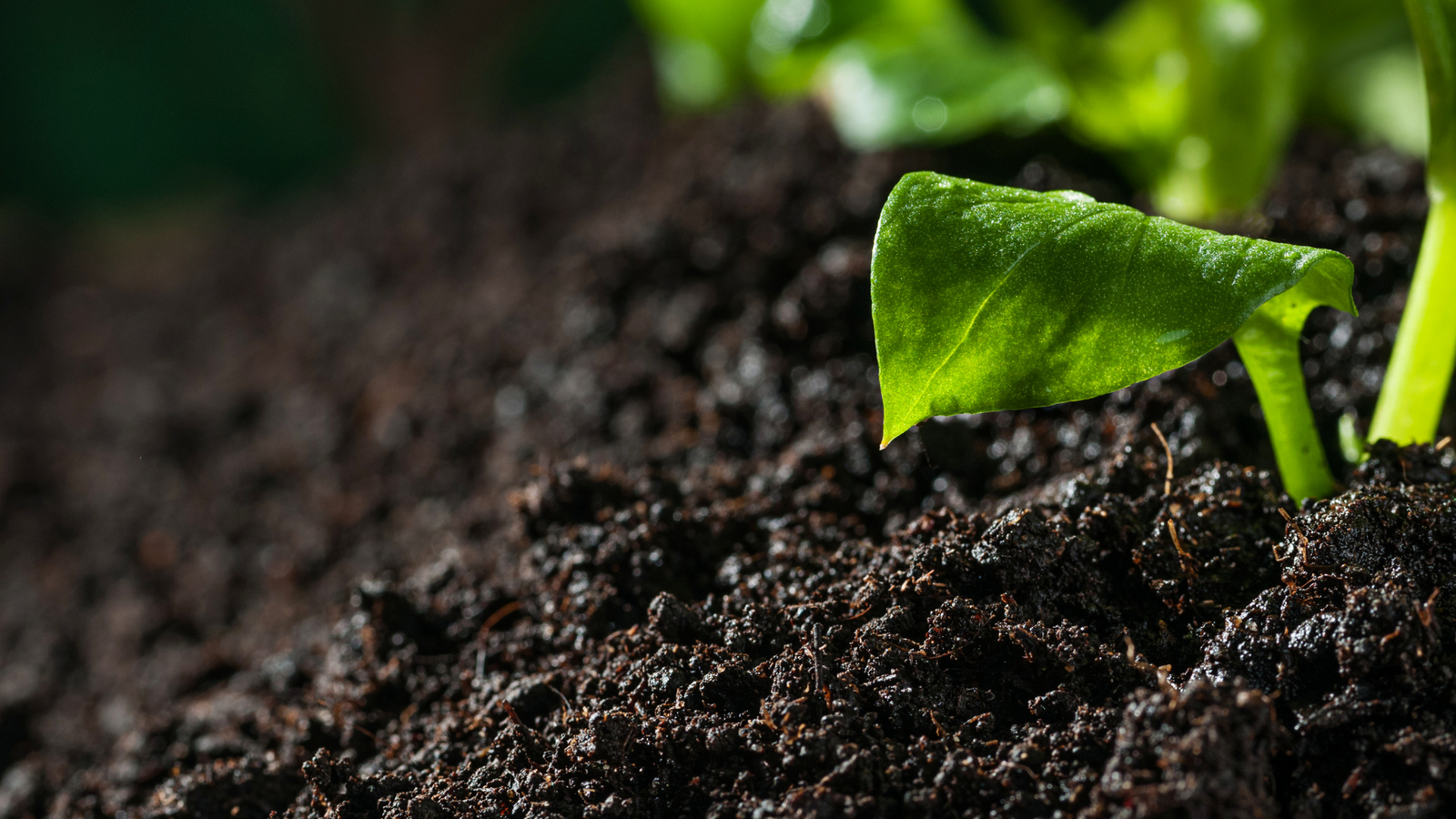 How To Improve Your Soil's Drainage