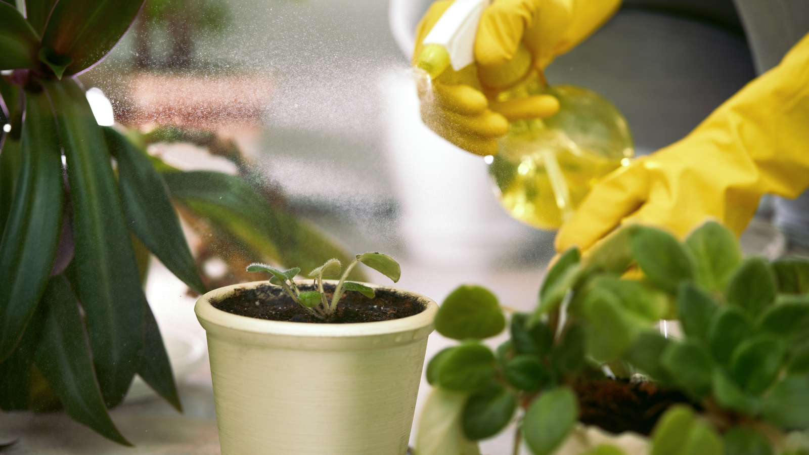 6 Reasons Why Using Aspirin In Your Garden Is A Must