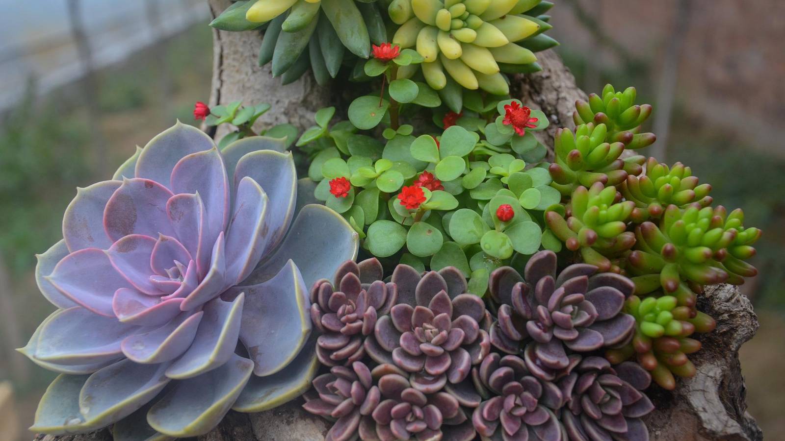 Unique Succulent Planter Ideas For Your Backyard
