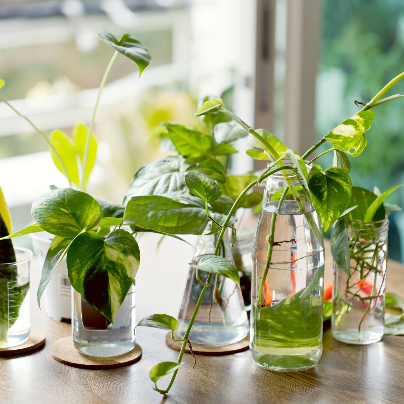 8 Amazing Indoor Plants You Can Grow in Water