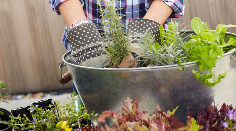 How To Plant a Container Garden
