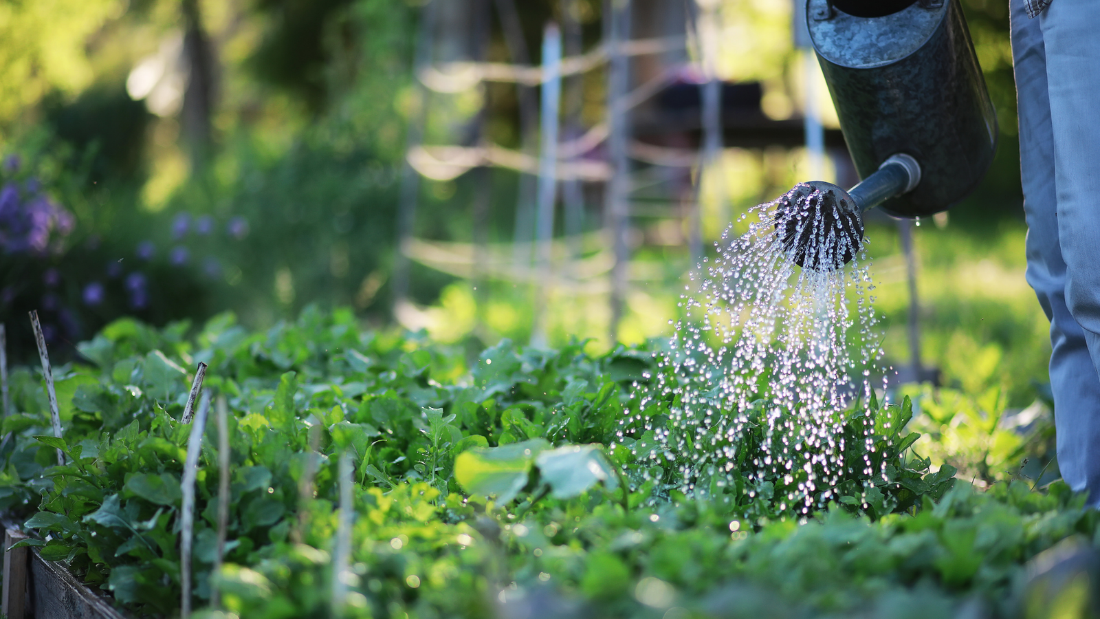 Avoid These 9 Mistakes When Watering Your Vegetable Garden