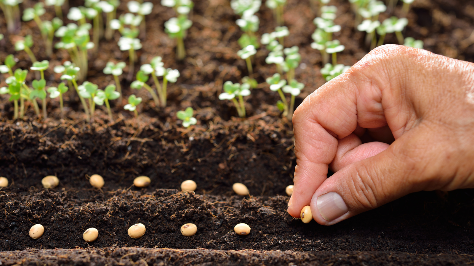 Best Online Places to Buy Seeds For Your Garden