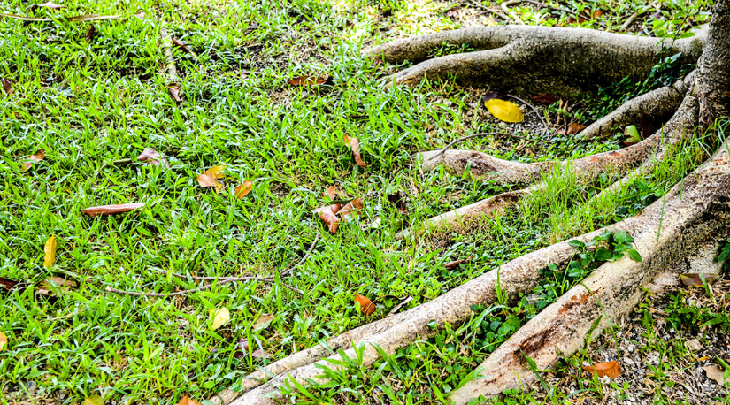 How To Kill Tree Roots