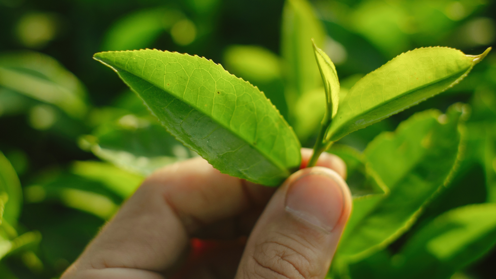 Tea Leaves for Gardening: How to Use and Why