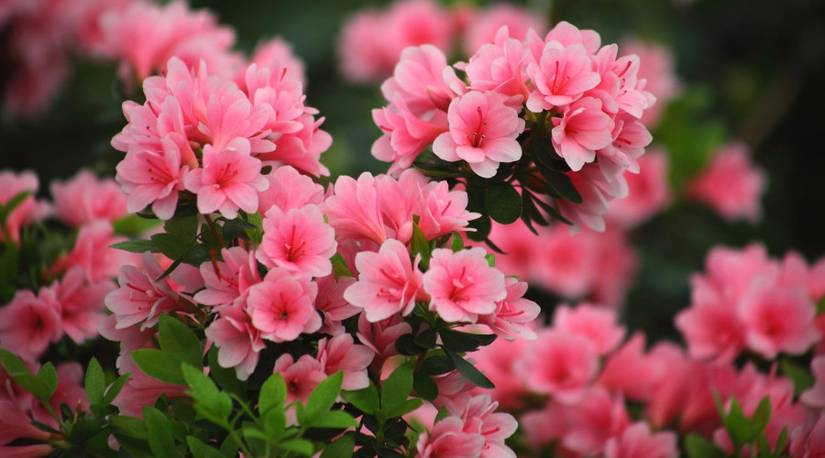 How To Grow and Care for Azaleas