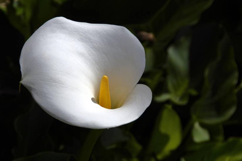 How To Grow and Care For Calla Lilies