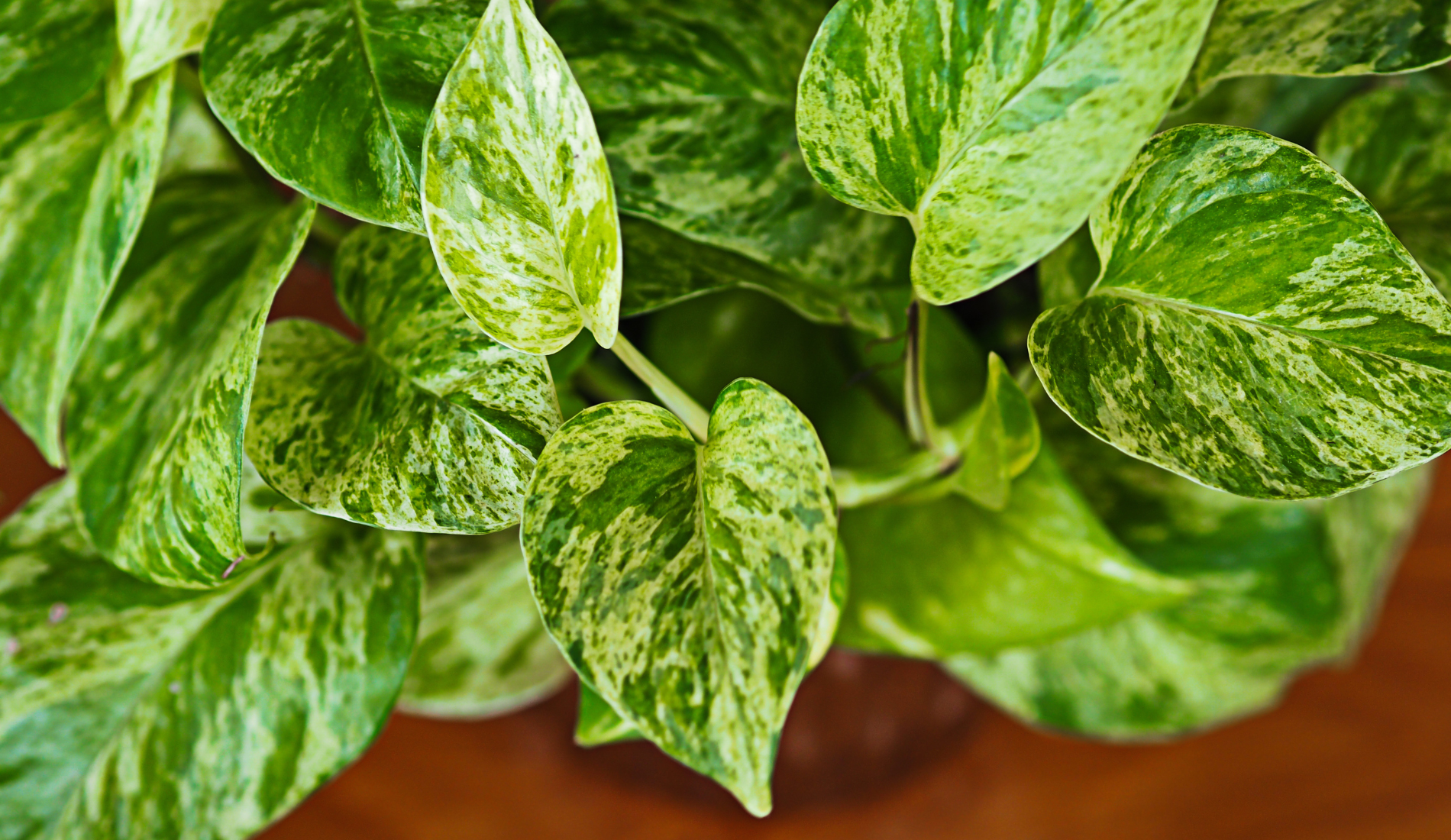 pinnatum pothos Pothos (Epipremnum Pinnatum 'Albo-Variegata') Live Houseplant 4