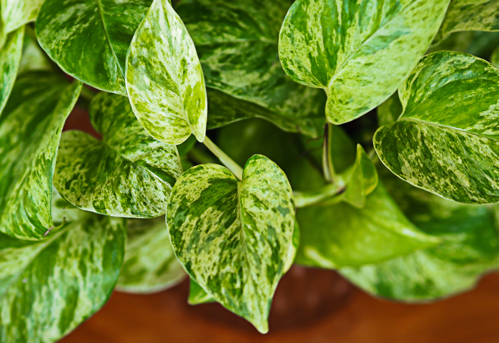 10 Houseplants You Might Not Know Are Poisonous