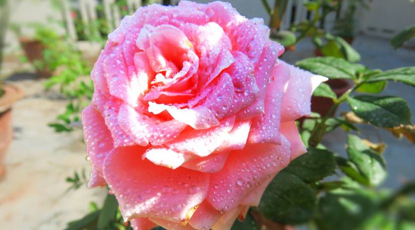 Avoid These Common Rose-Growing Mistakes