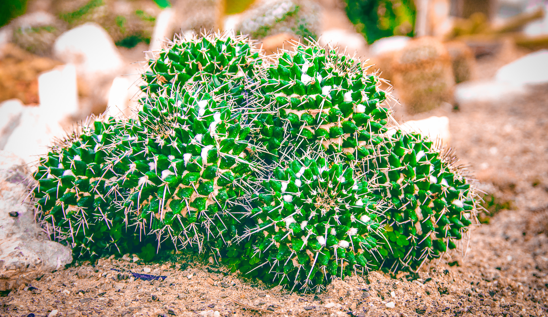 Seasonal care and climate notes