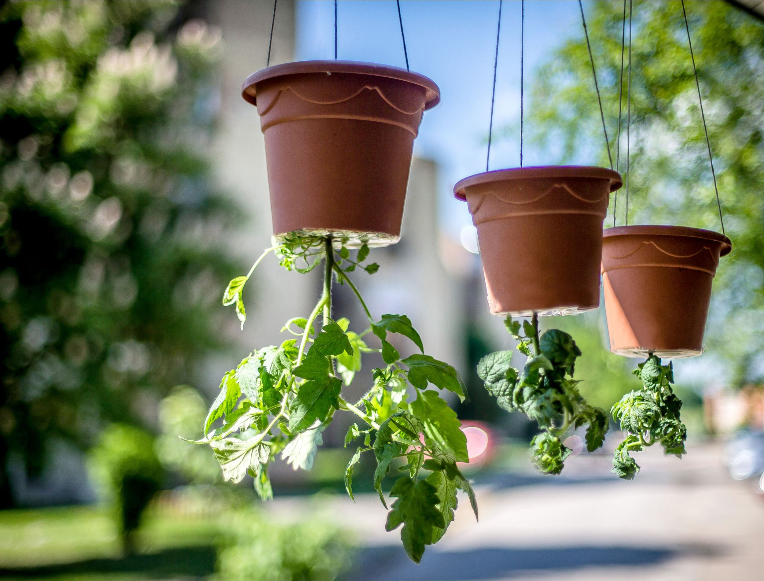 How To Grow Upside-Down Tomatoes