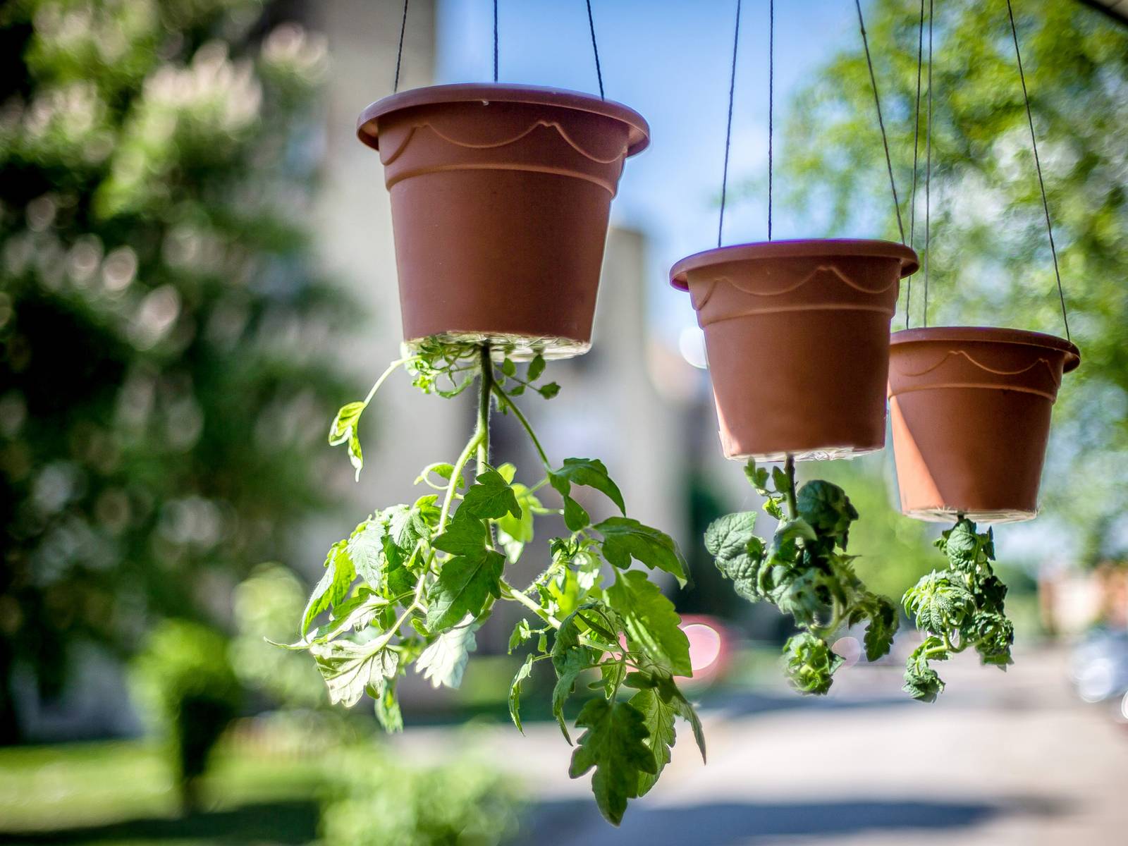 How To Grow Upside-Down Tomatoes
