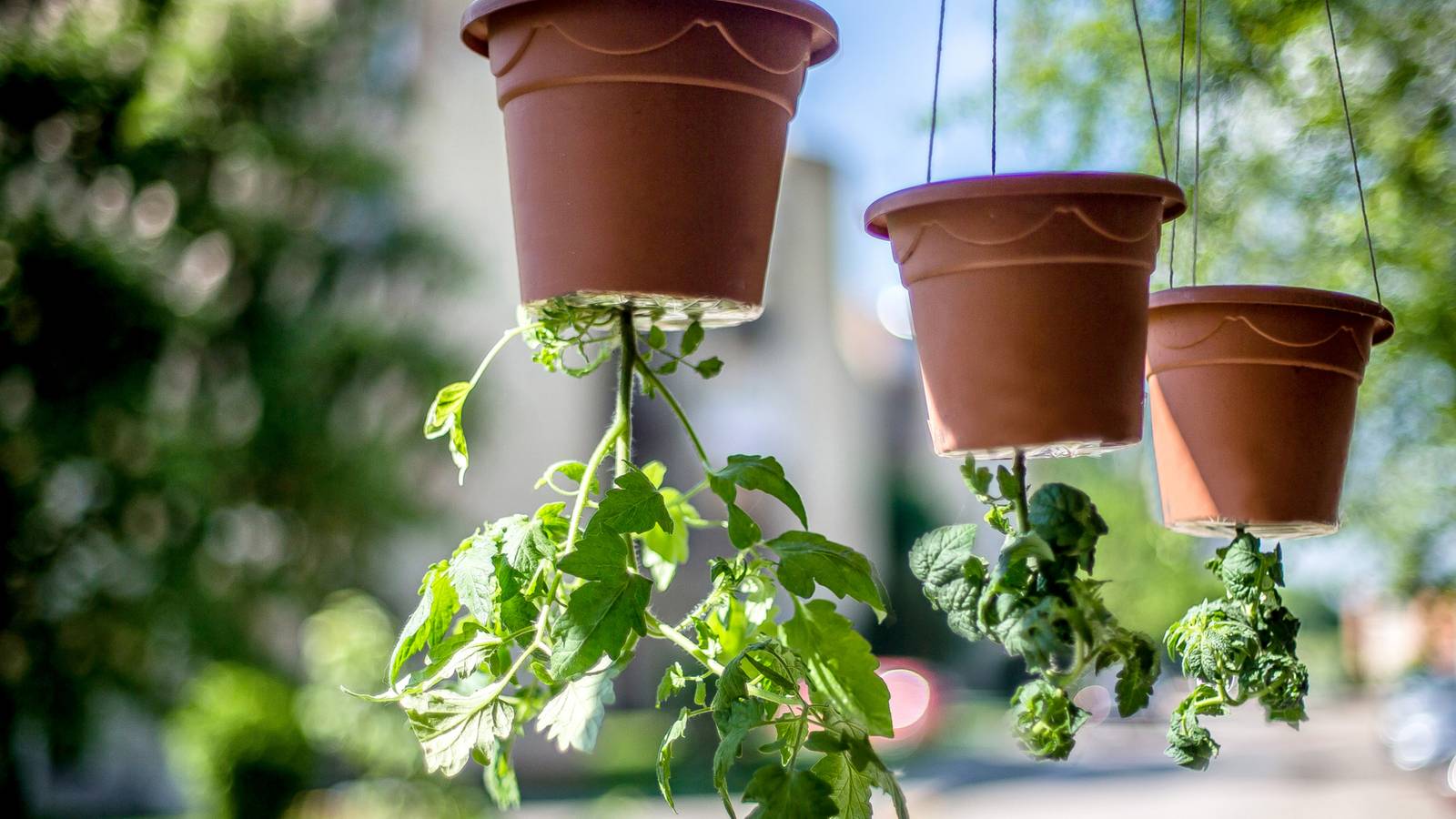 How To Grow Upside-Down Tomatoes