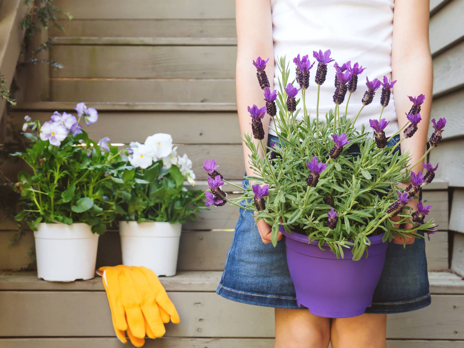 How To Grow Lavender in Containers