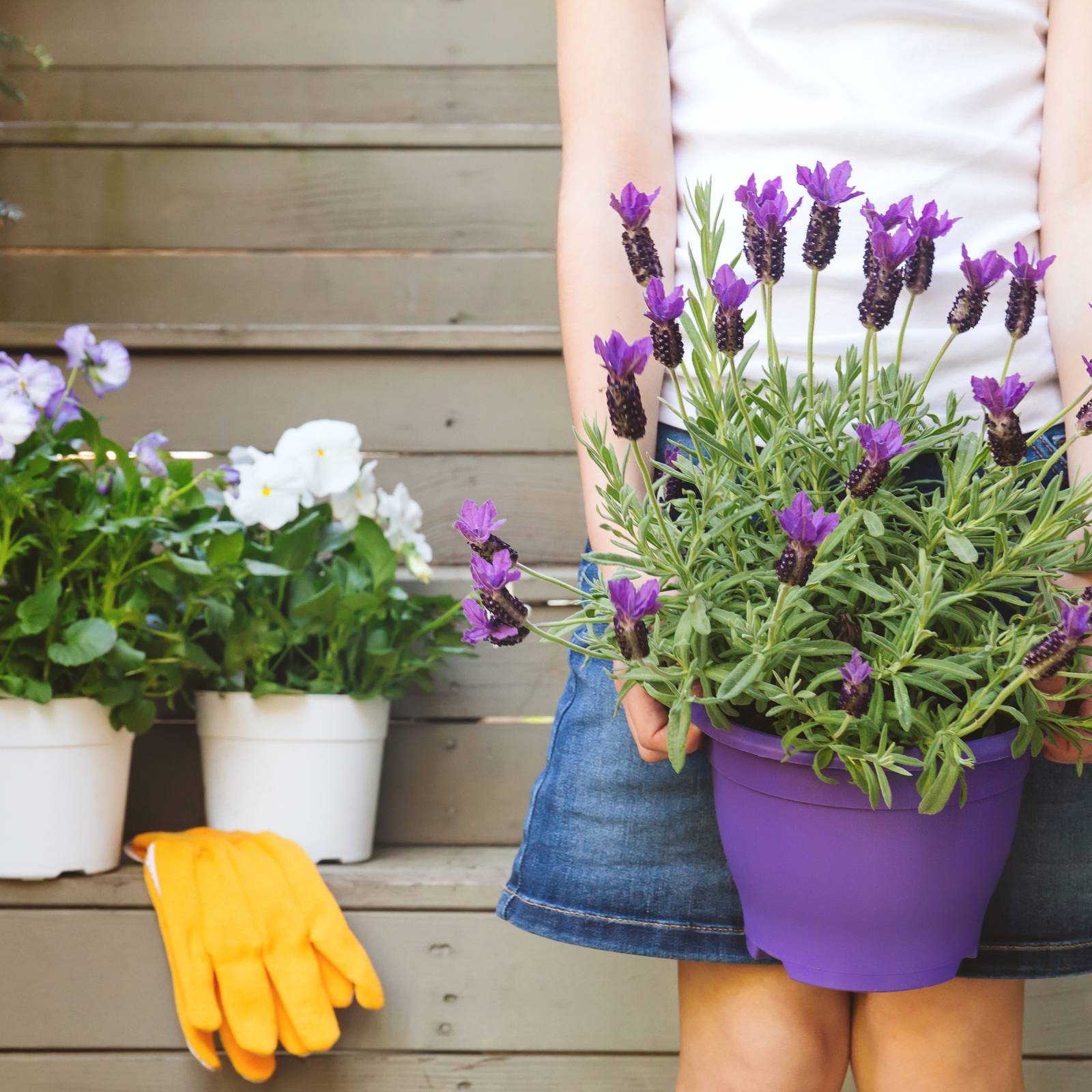 How To Grow Lavender in Containers