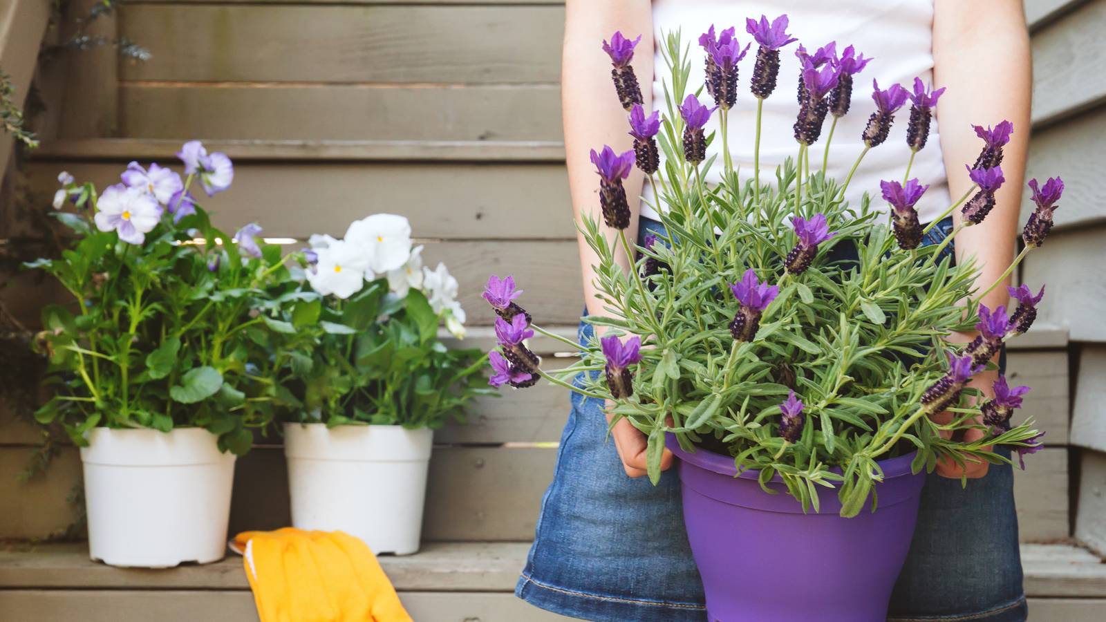 How To Grow Lavender in Containers